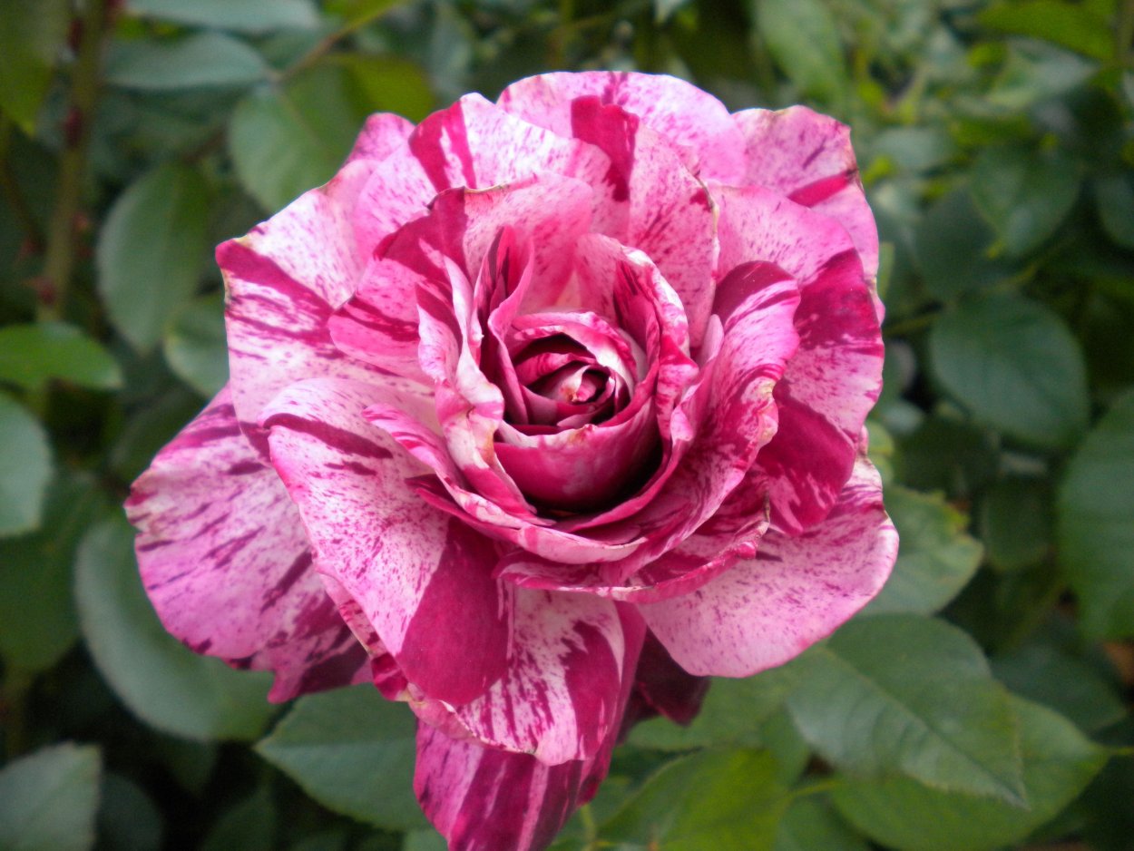 Флорибунда перпл Тайгер