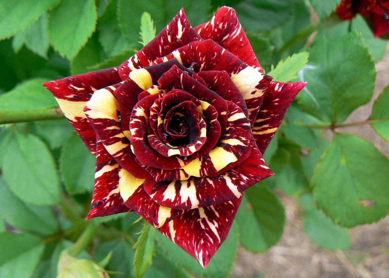 Роза флорибунда абракадабра