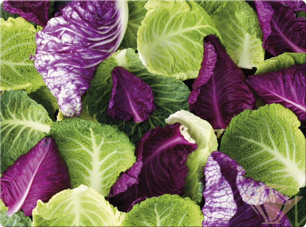 Фиолетовый салатный лист