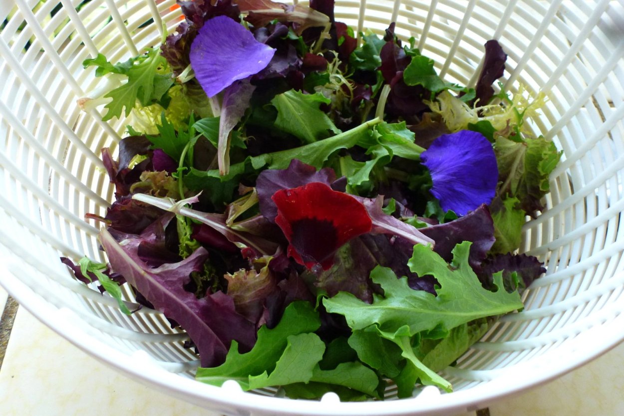 Фиолетовая зелень для салата