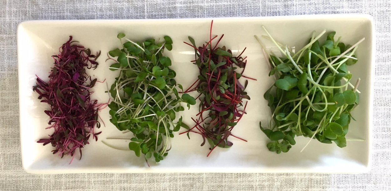 Микрозелень базилик ароматный салат