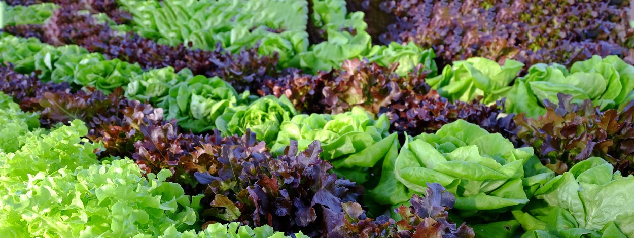 Съедобная зелень для салатов