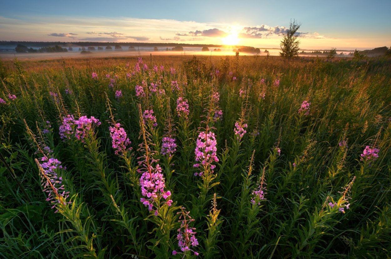 Поля Иван чая в Копорье