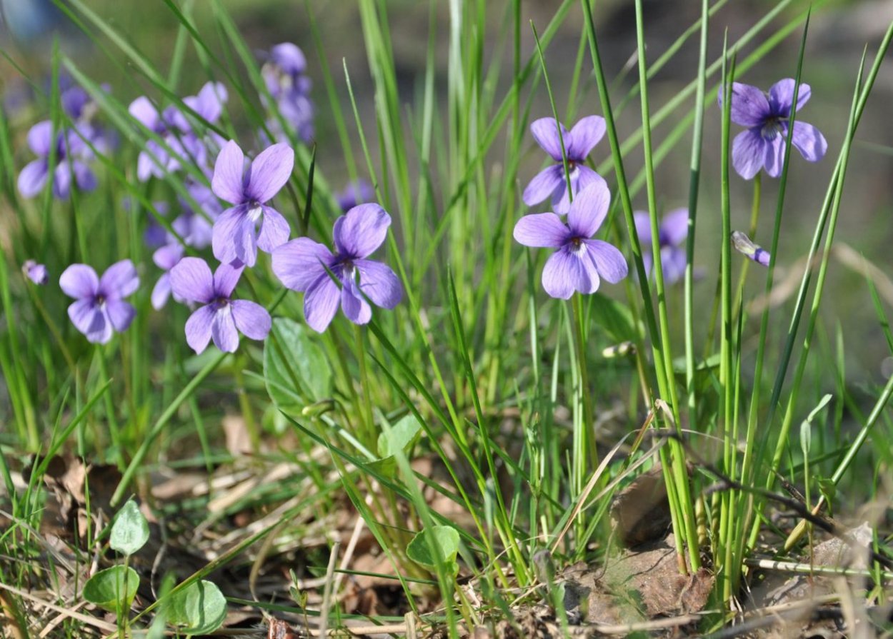 Фиалка топяная Viola uliginosa