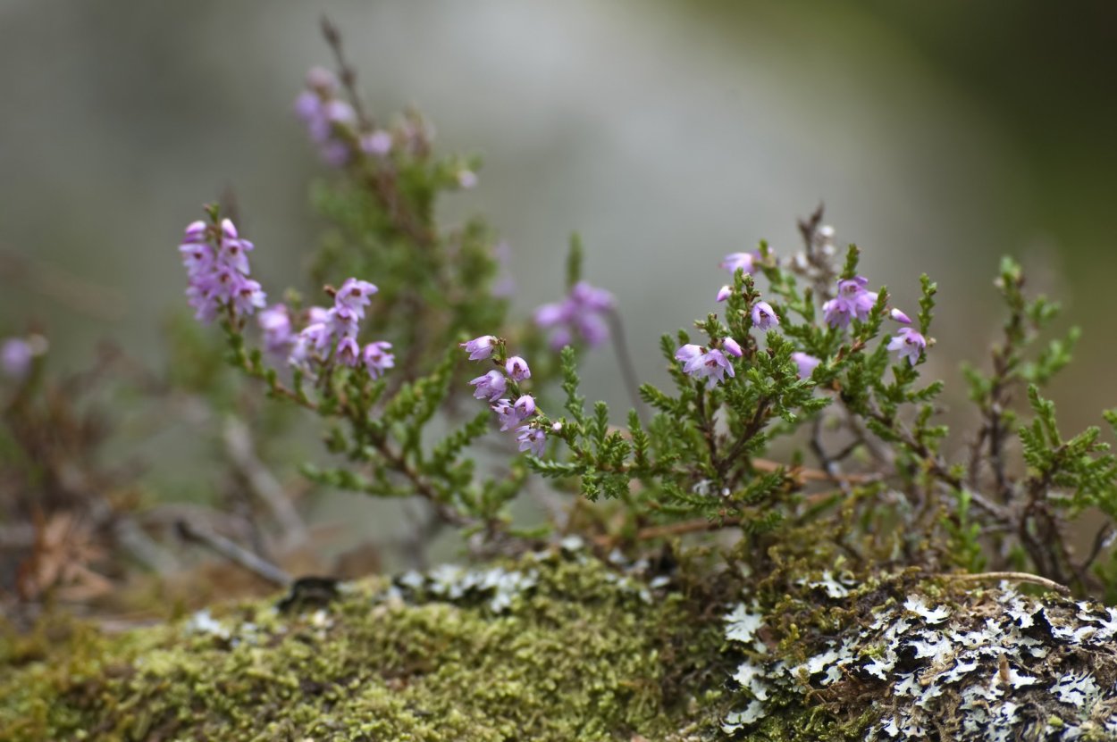 Вереск кустарник Лесной