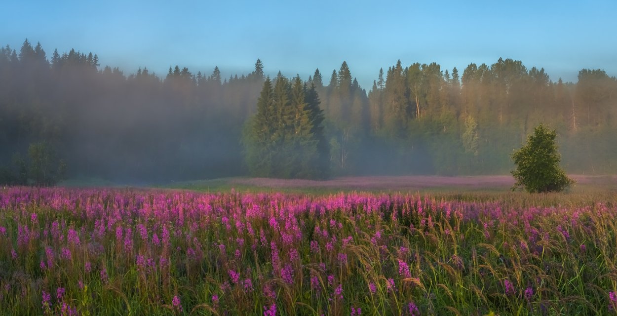 Цветущий луг Иван чай Россия