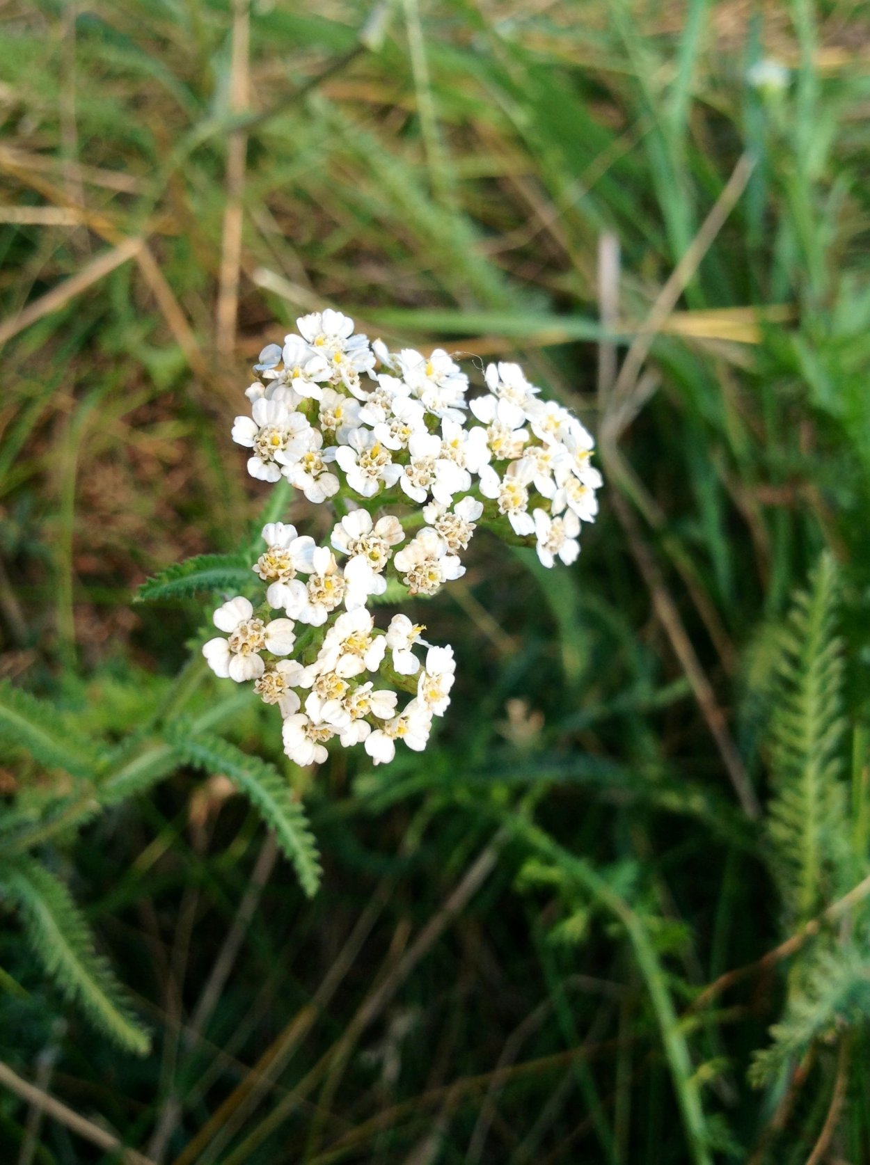 Тысячелистник полевой