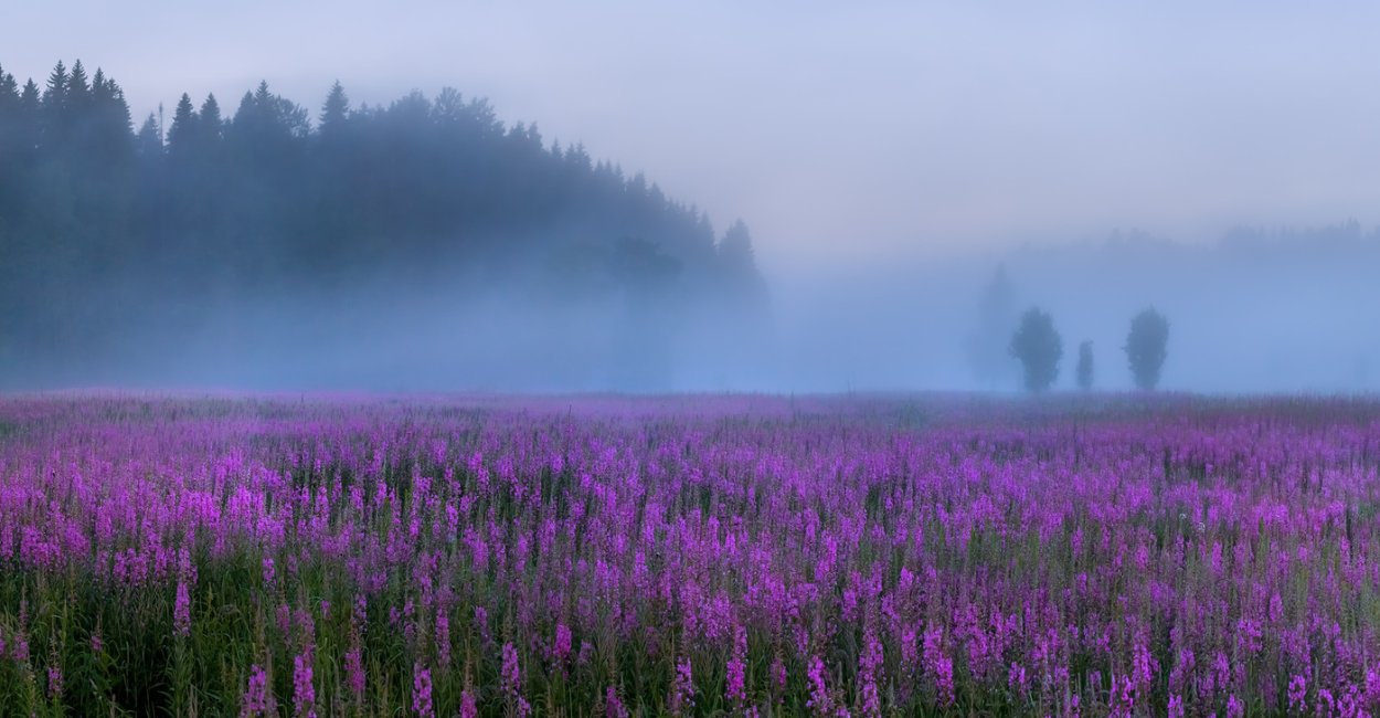 Растения ЛЕНОБЛАСТЬ Иван чай