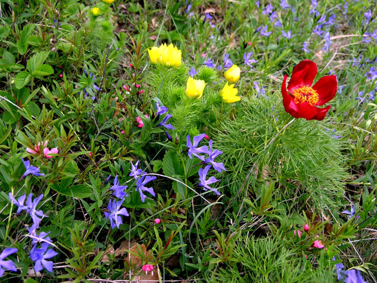 Полевые цветы растущие в Сибири