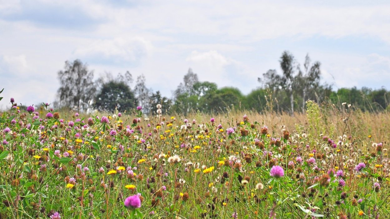 Луговые поля Ленинградская область