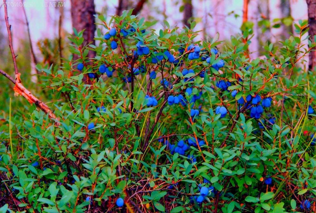 Голубика Лесная гонобобель