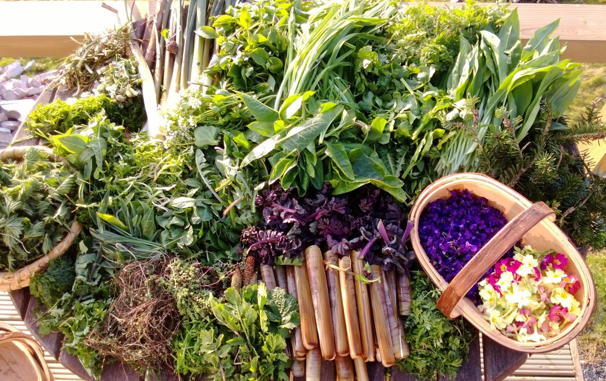 Съедобные травы дикоросы