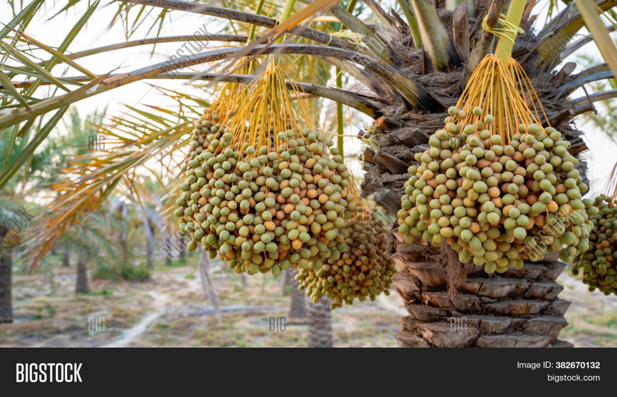 Салак тропическое сельское хозяйство