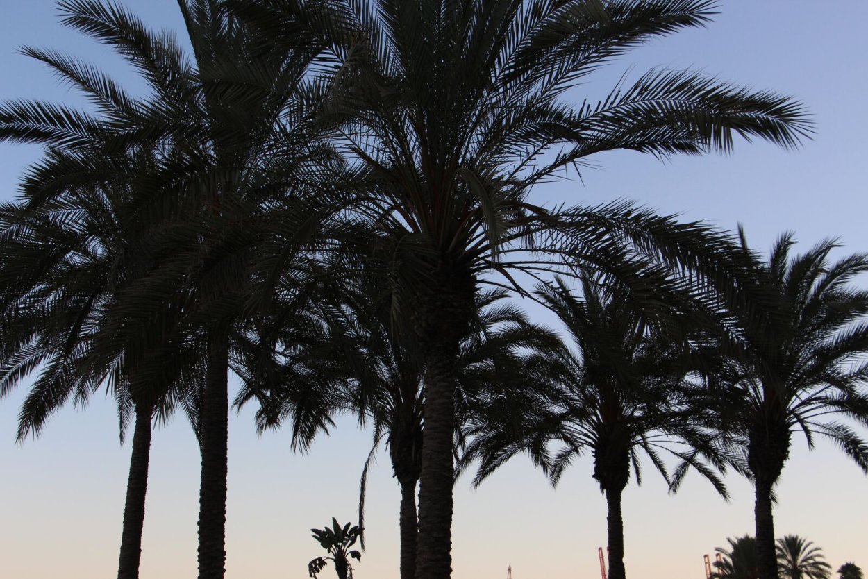 Пальма фото