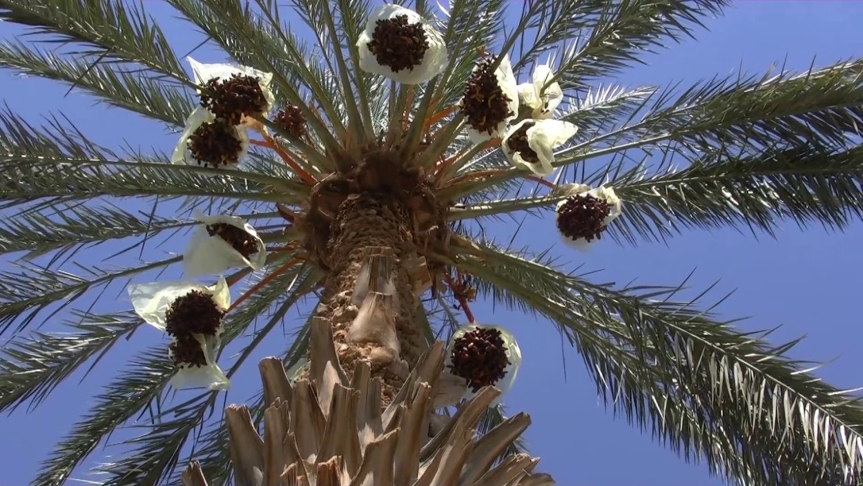 Финиковая Пальма картинки