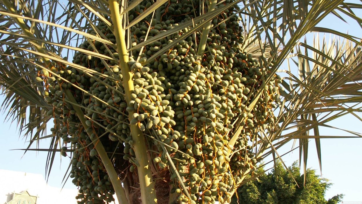 Финиковые пальмы в Палестине