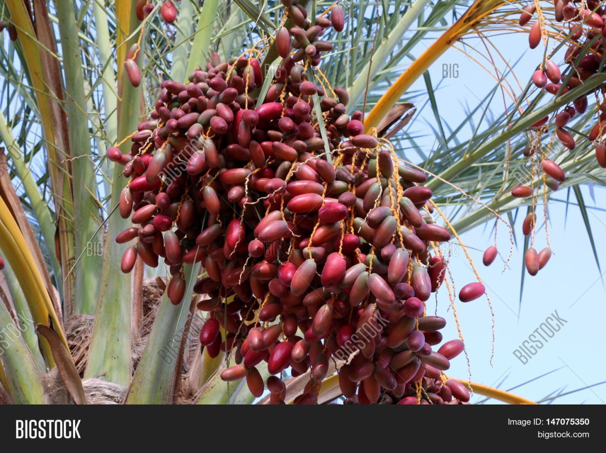 Созревание плодов фиников