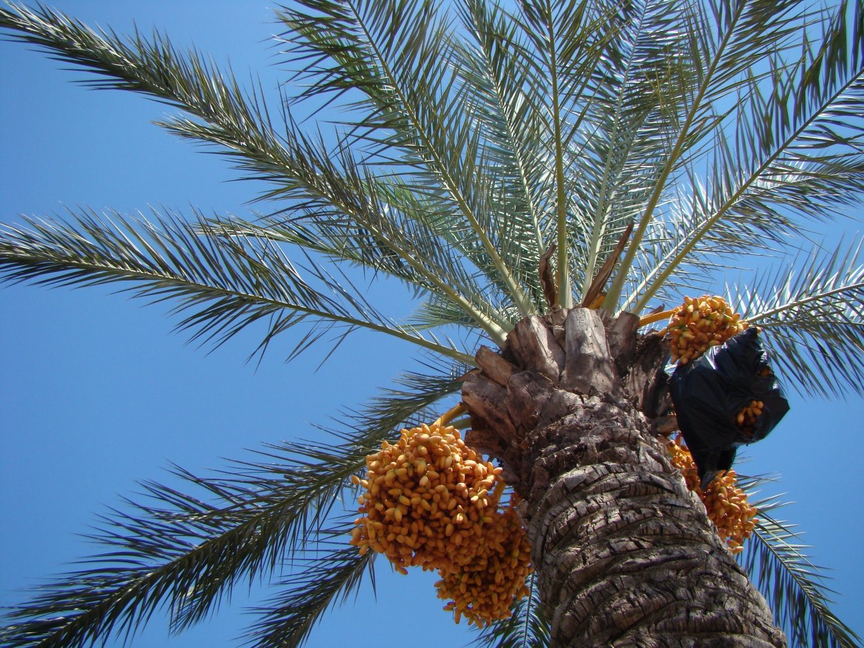 Фрукты растущие на пальмах