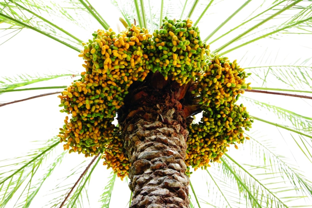 Liwa Dates финики Dubai