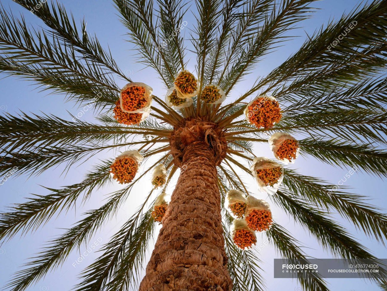 Финиковая Пальма фото в раю