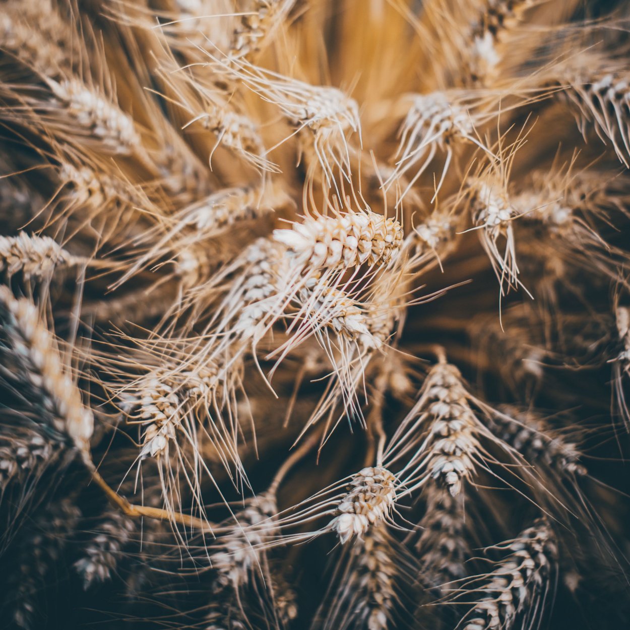 Колосок ржи