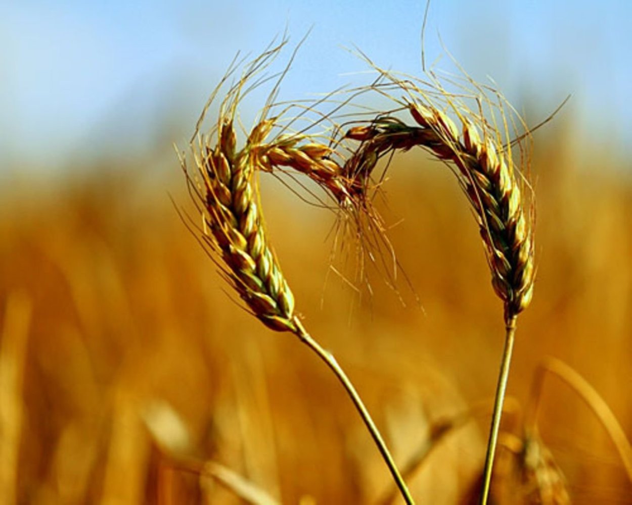 Колосья в руках