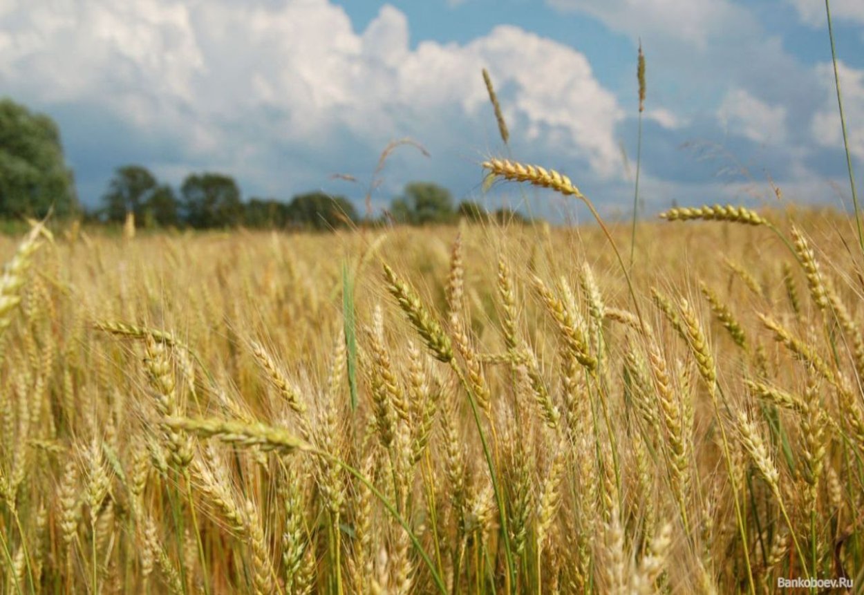 Рожь колосится
