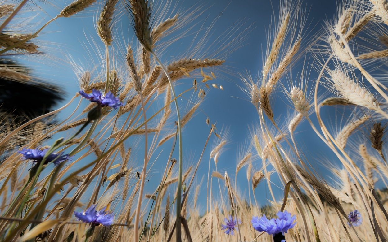 Колосья и цветы