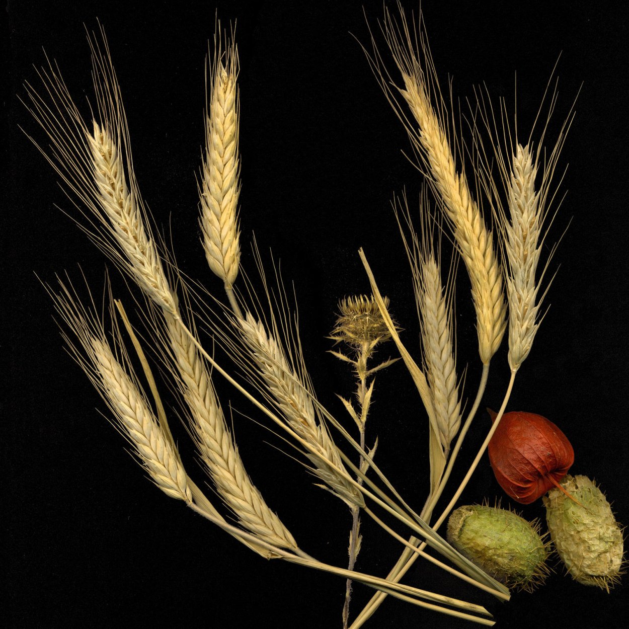 Натюрморт с колосьями