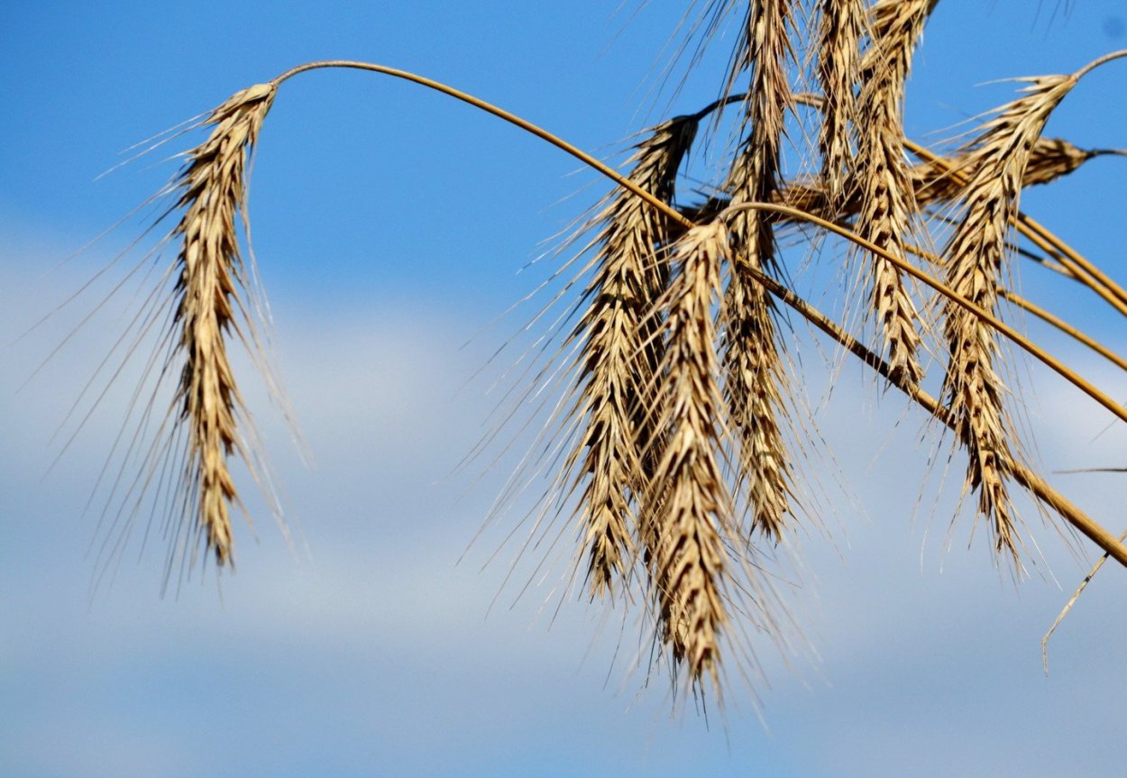 Пшеница Алтай