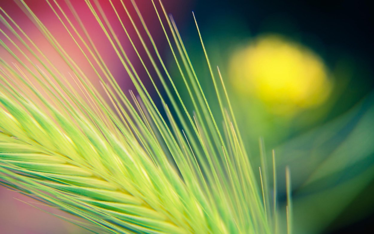 Колосья Макросъемка