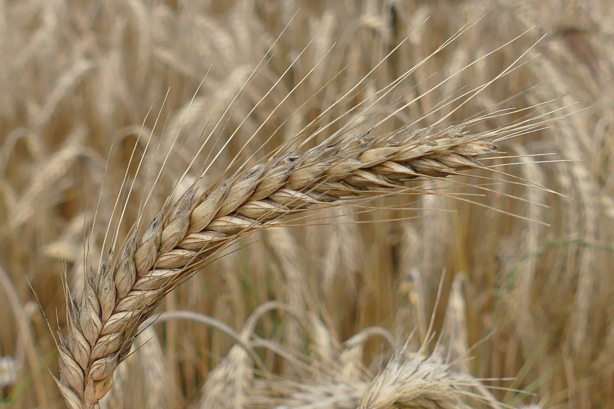 Колос тритикале