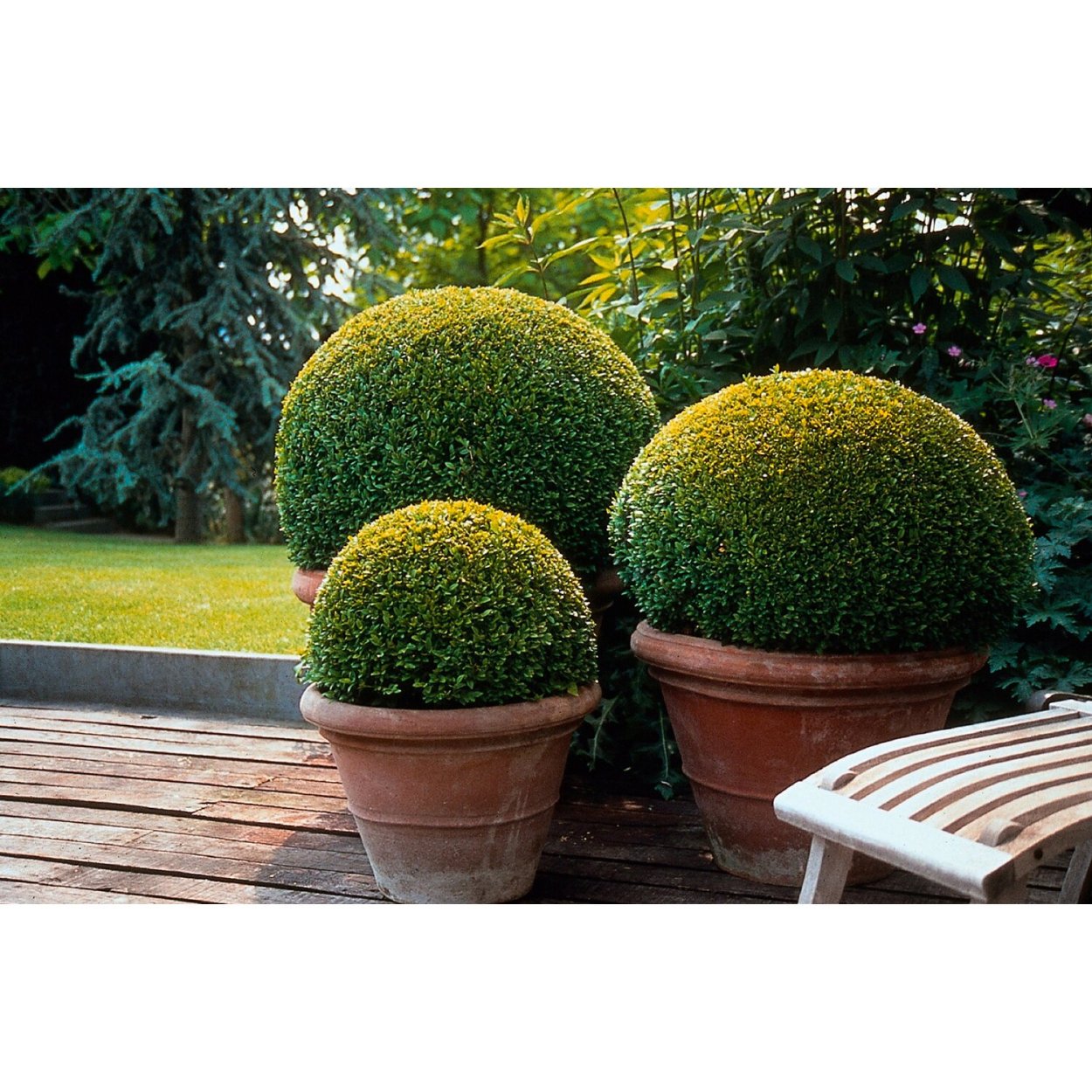 Buxus sempervirens arborescens
