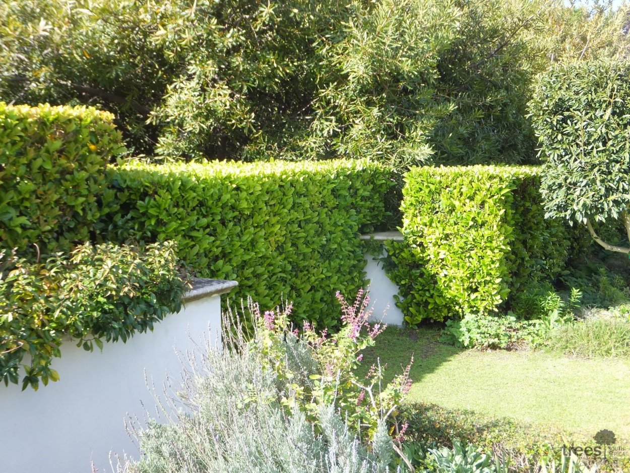 Калина гордовина Живая изгородь