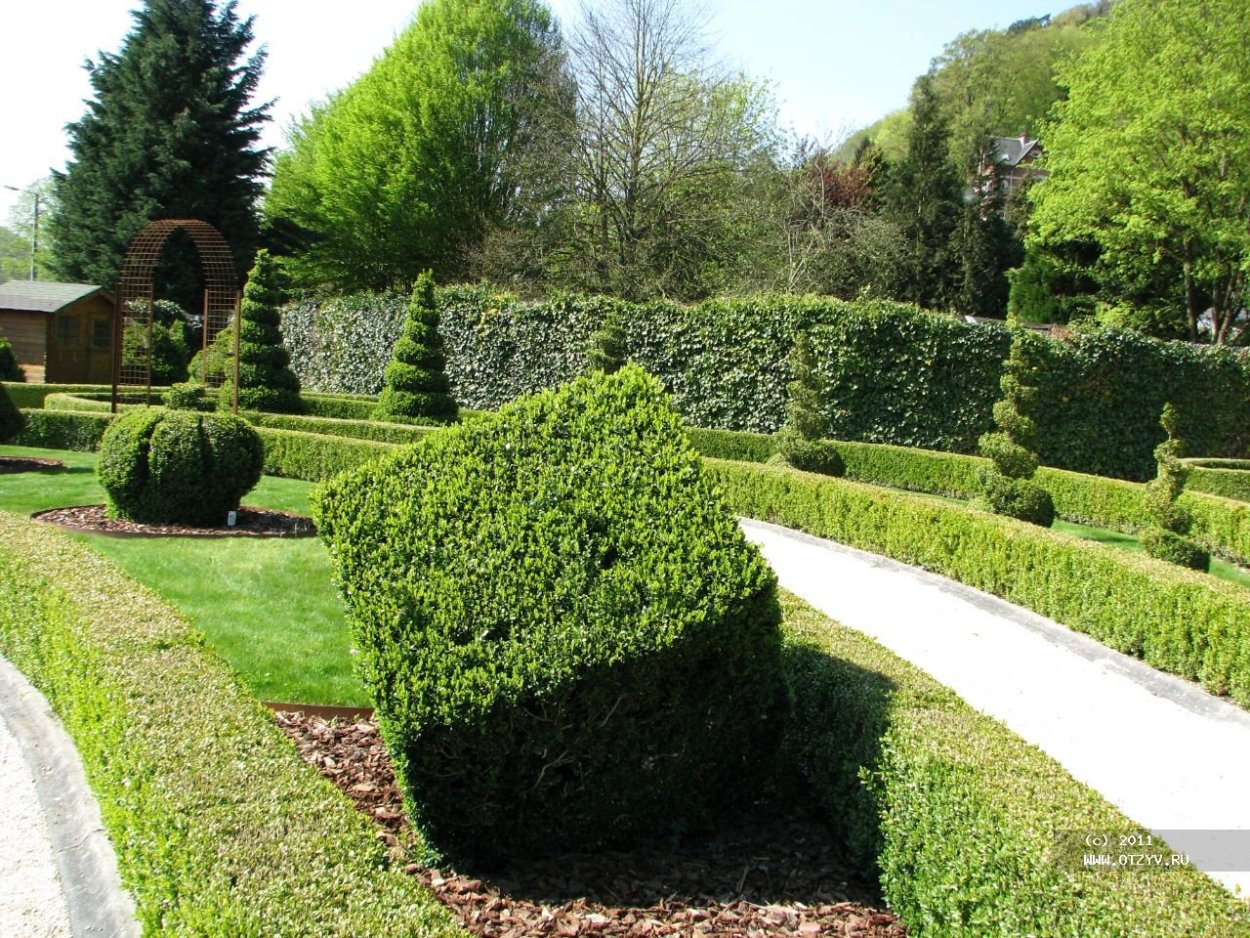 Туя Даника Живая изгородь