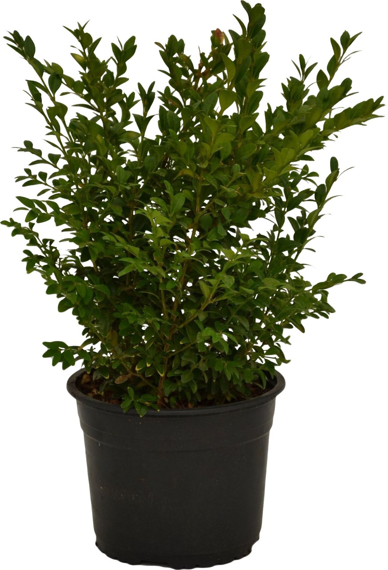 Самшит саженцы