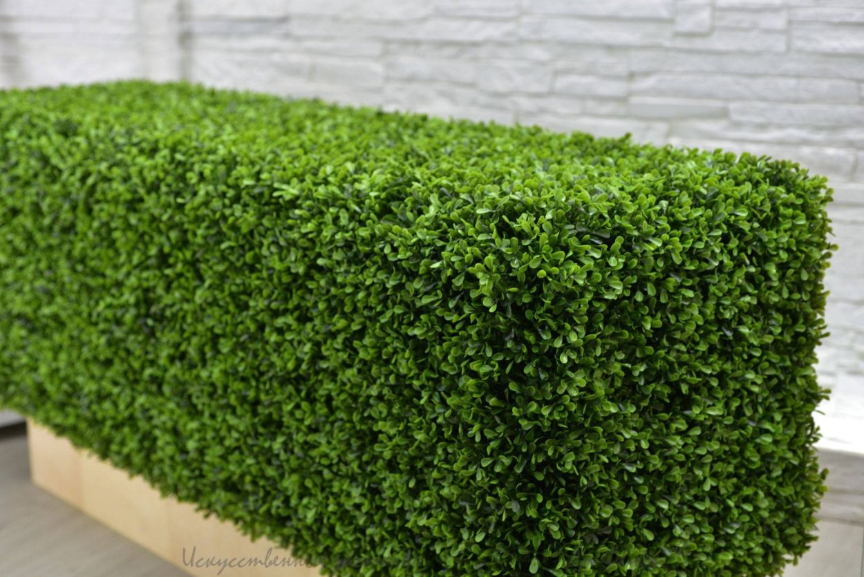 Самшит мелколистный изгородь