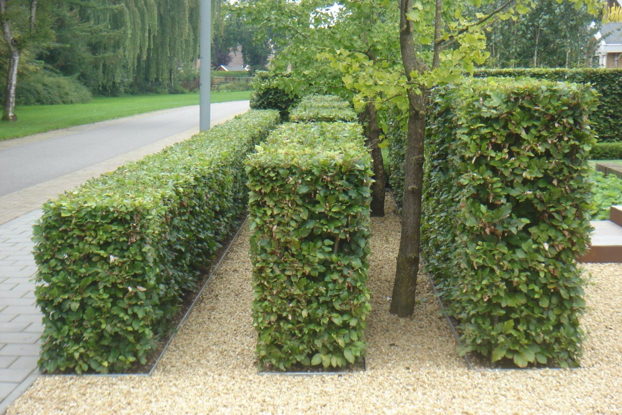 Кизильник блестящий изгородь