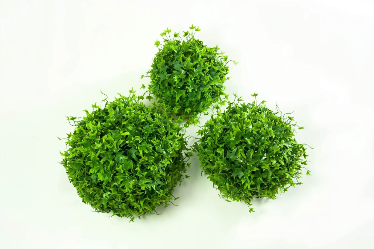 Самшит вектор