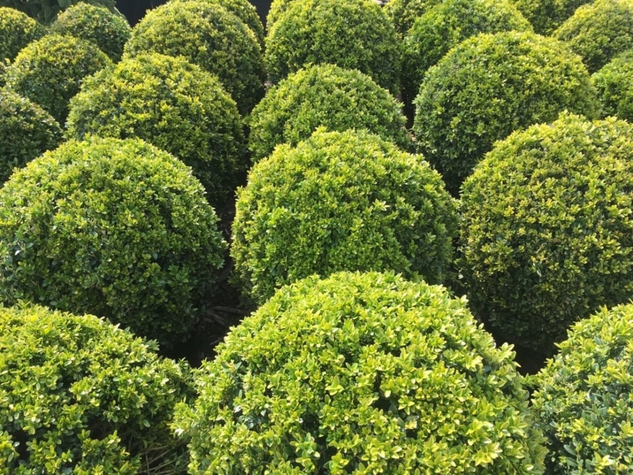 Самшит вечнозеленый (шар)