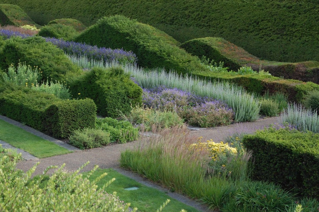 Сантолина фитопластика Живая изгородь