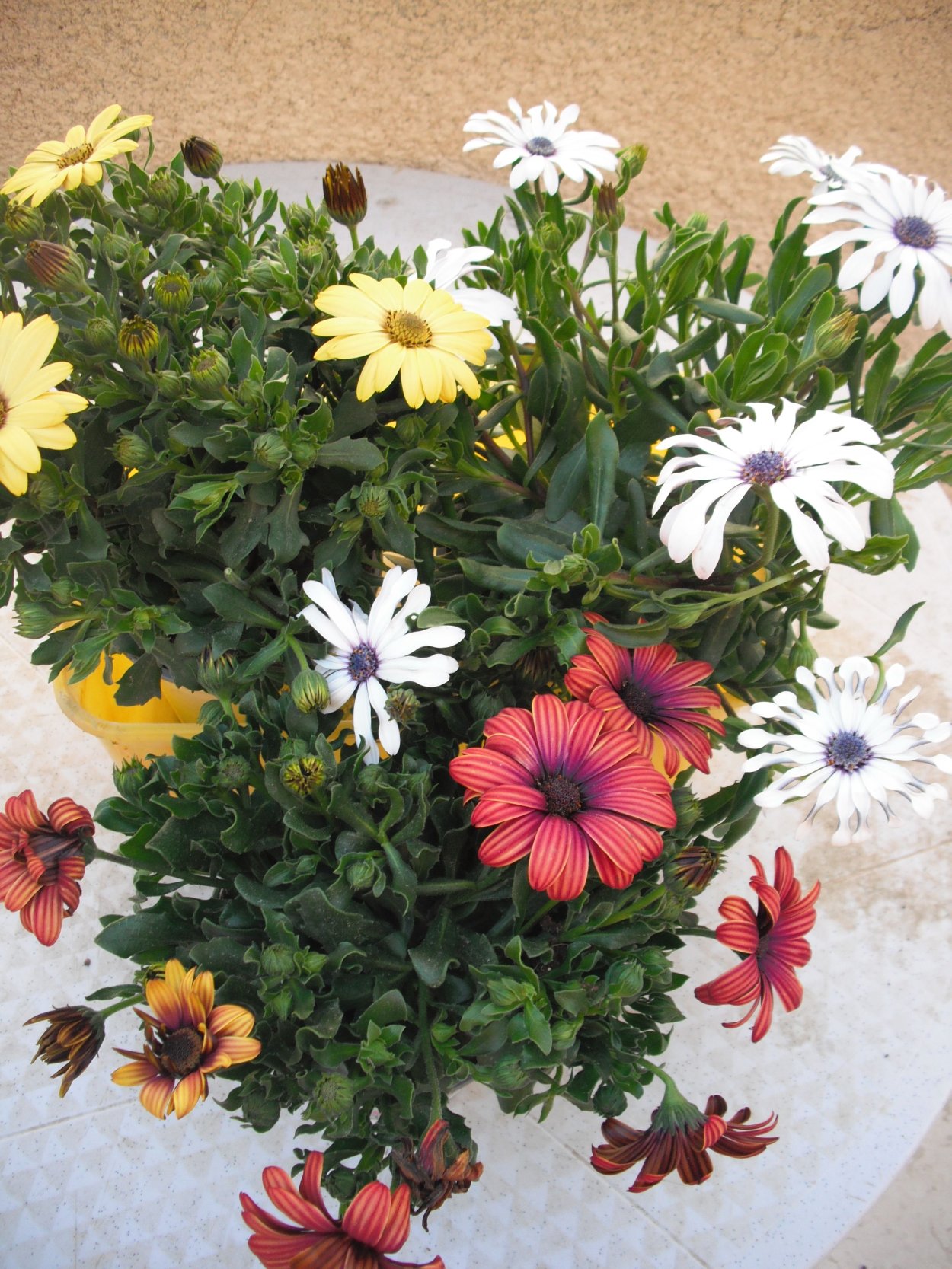 Остеоспермум комнатный