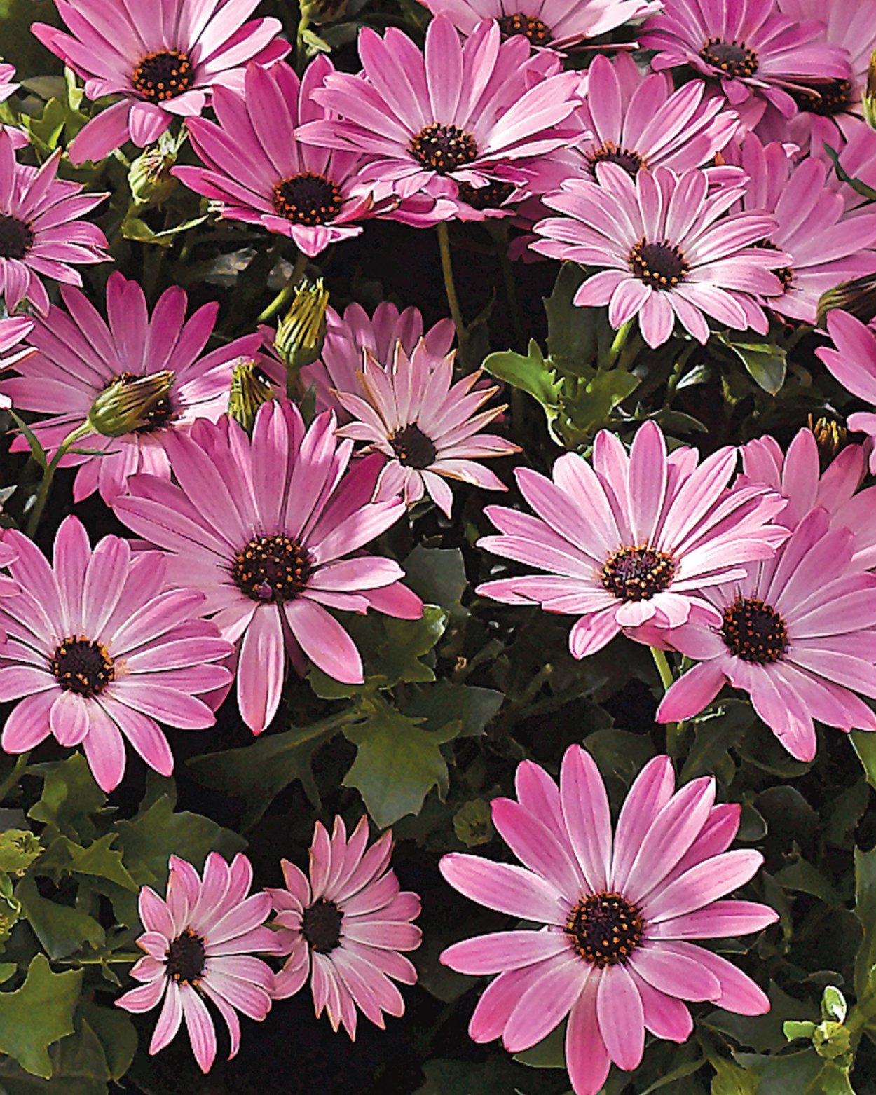 Остеоспермум Лавандер