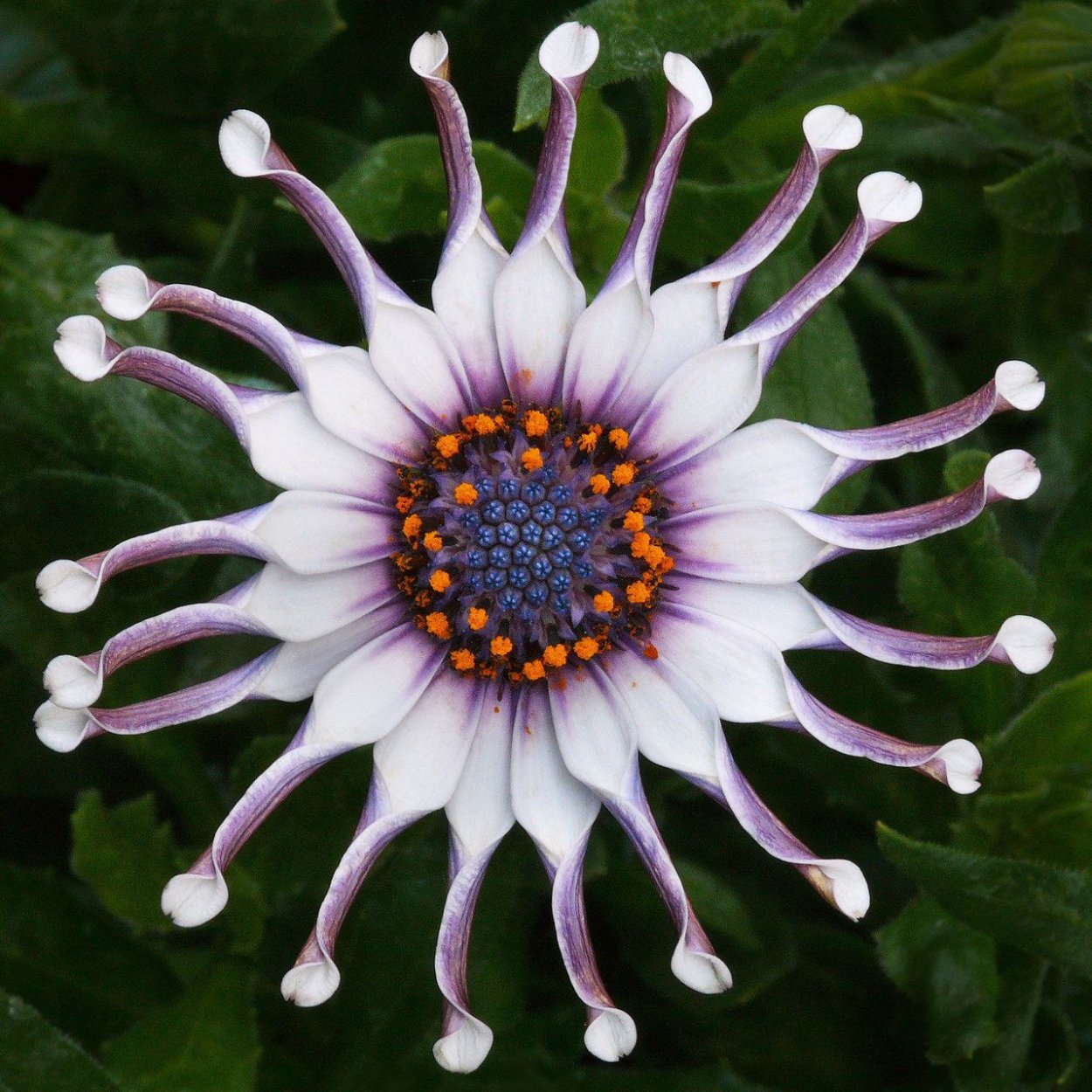 Маргаритка Африканская остеоспермум