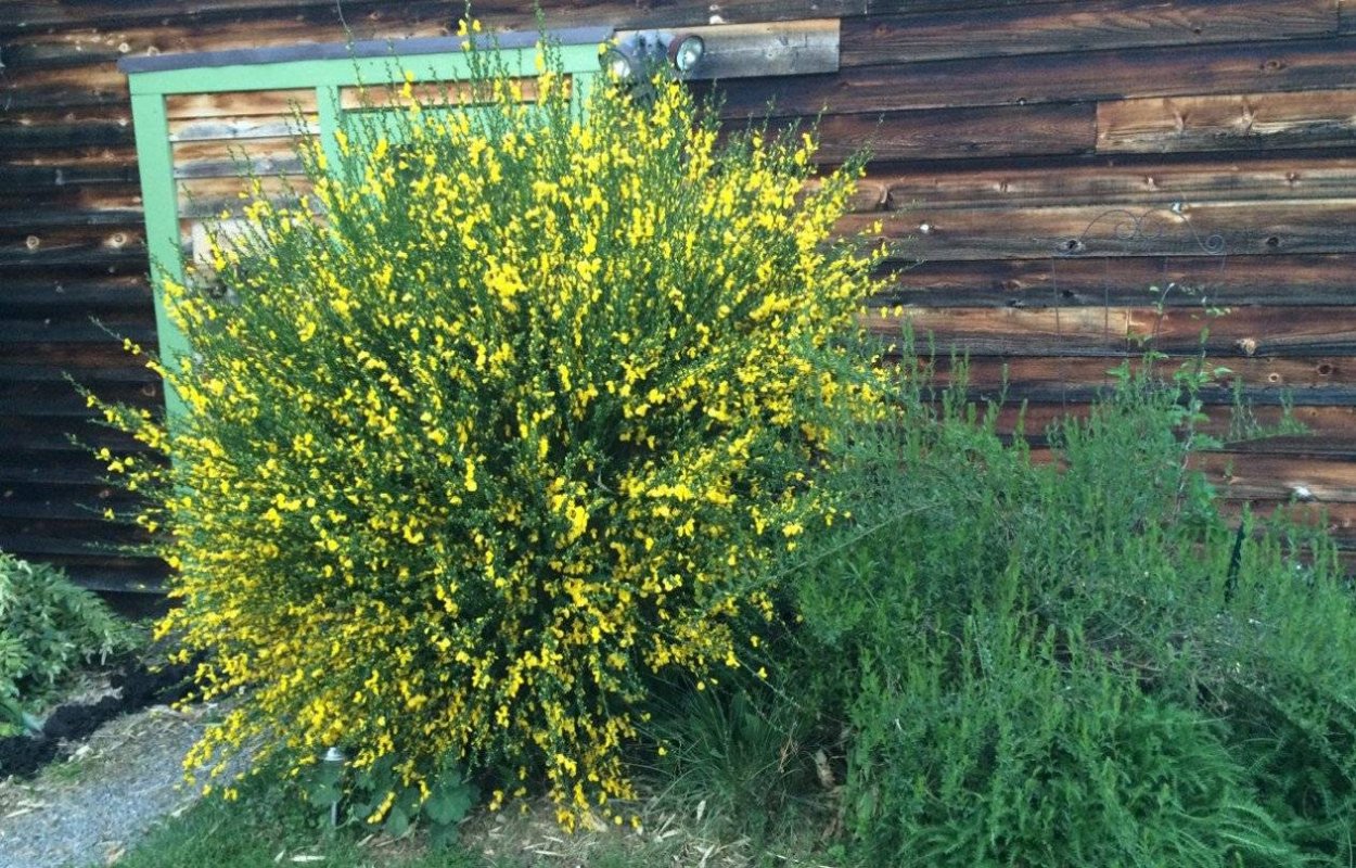 Ракитник венечный куст