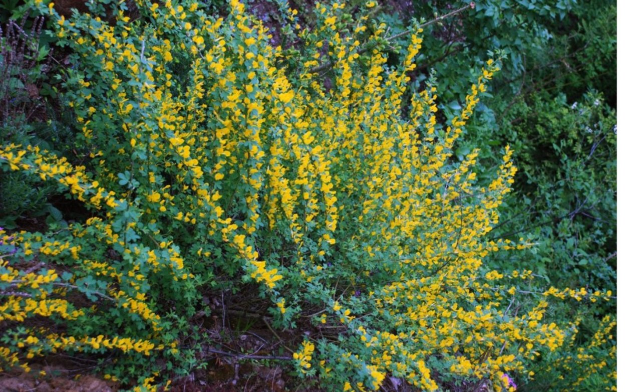 Ракитник кустарник