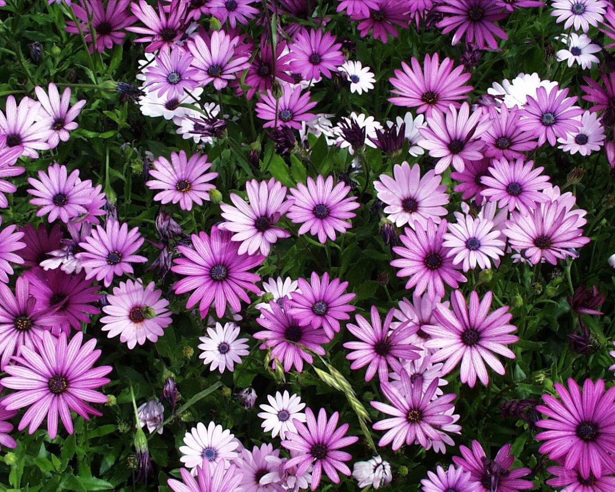 Остеоспермум Баллада