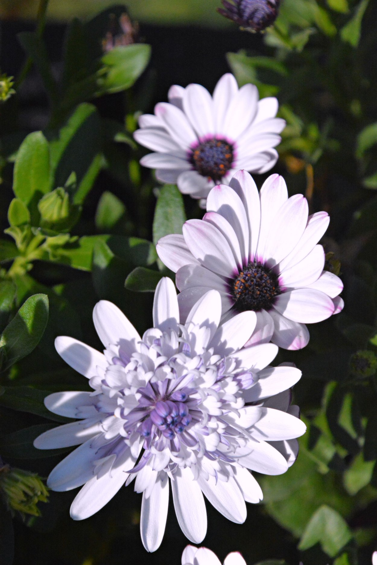 Остеоспермум цветок