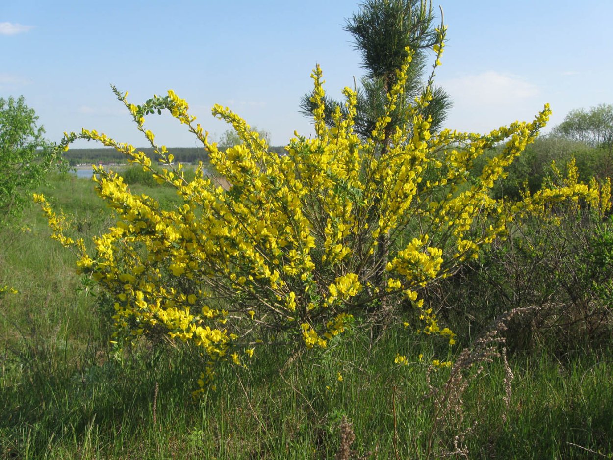 Ракитник скученный