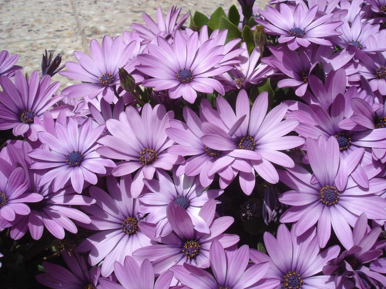 Остеоспермум Лавандер